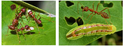 Oecophylla smaragdina